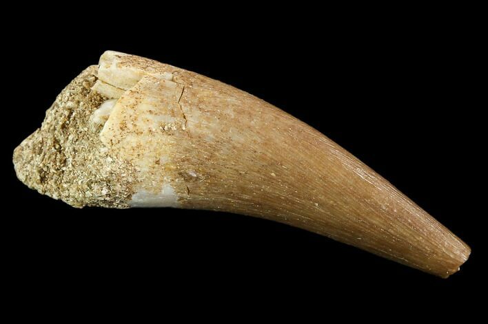Fossil Plesiosaur (Zarafasaura) Tooth - Morocco #107715